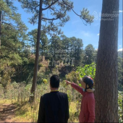 Cho thuê 10.600m2 đất vườn cafe Sim Tím MT QL20, HXH Đà Lạt