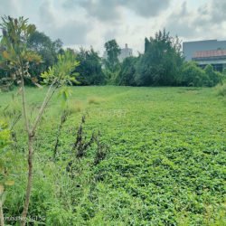 Cho thuê đât nông nghiêp