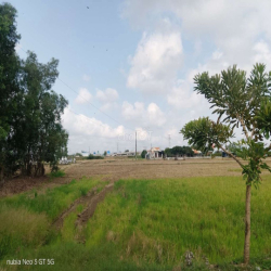 Cho thuê đât nông nghiêp