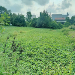 Cho thuê đât nông nghiêp