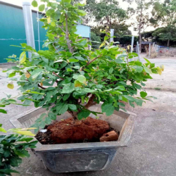Cần cho thuê đất mặt tiền