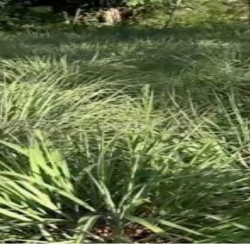 Đất trang trại trồng mít, sả, cây ăn trái, ao 5.000m2 30.000m2