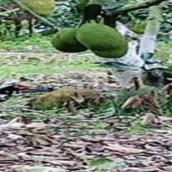 Đất trang trại trồng mít, sả, cây ăn trái, ao 5.000m2 30.000m2