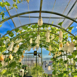 Cho thuê biệt thự