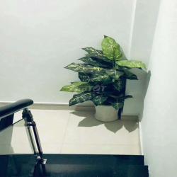Cho thuê nhà nguyên căn.Đường Nguyễn Thông, Phường 9. Quận 3