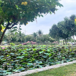 CHO THUÊ BIỆT THỰ MỸ THÁI 1 – PHÚ MỸ HƯNG, QUẬN 7