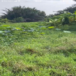 Cho thuê đất 4.800m, 15 triệu, đường Đặng Văn Búp,phước hậu, cần giuộc