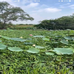Cho thuê đất 4.800m, 15 triệu, đường Đặng Văn Búp,phước hậu, cần giuộc