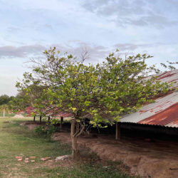 Chính chủ cho thuê đất gần cầu K13