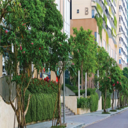 Diamond Lotus Riverside_2PN_1WC_ Nhà Mới_GIÁ TỐT