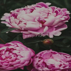 Cho thuê hẻm 6 m đường đỗ nhuận cách 30 m ra mặt tiền lê Trọng Tấn: 