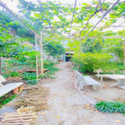 Cho thuê nhà 500 m2 đường 3/2 có vườn cây