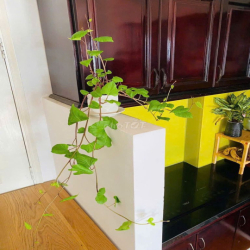 Chung cư Phạm Văn Đồng, BT: 1p ngủ, full nội thất, 65m2, 8triệu