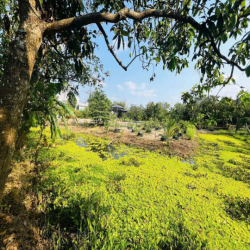 NHÀ VƯỜN AO CÁ 2000M GẦN NAM LONG