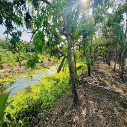 NHÀ VƯỜN AO CÁ 2000M GẦN NAM LONG