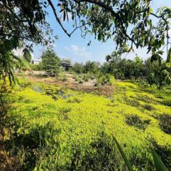 NHÀ VƯỜN AO CÁ 2000M GẦN NAM LONG