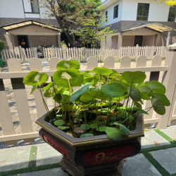 CHO THUÊ BIỆT THỰ VALORA KIKYO 162,5m2 1 trệt 1 lầu Full nội thất