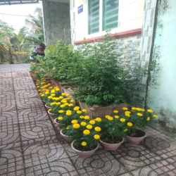 nhà mới cho thuê