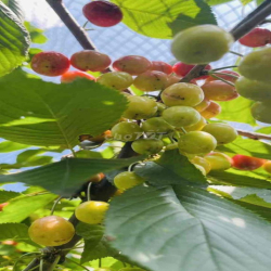 NHÀ Q1, 1 TRỆT 1 LẦU, 1 SÂN THƯỢNG, 2P. NGỦ 2M. LẠNH ở và Đi làm