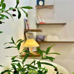 CHO THUÊ GẤP CĂN HỘ MINI FULL NỘI THẤT