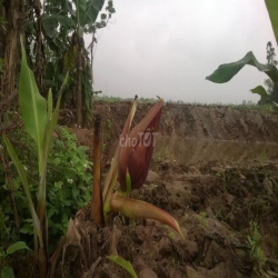 cho thuê đất trồng cây lâu năm