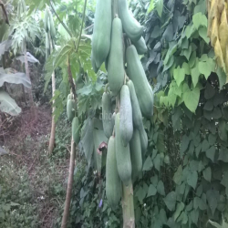 cho thuê đất trồng cây lâu năm