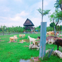 Cần thuê đất >3000m² làm farm ở TPHCM (ưu tiên có thổ cư)