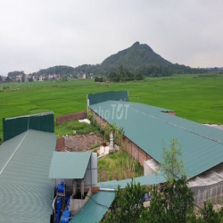 Cần thuê đất >3000m² làm farm ở TPHCM (ưu tiên có thổ cư)
