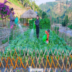 Cần thuê đất >3000m² làm farm ở TPHCM (ưu tiên có thổ cư)