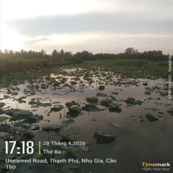 Cho Thuê Đất Trồng Sen