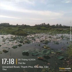 Cho Thuê Đất Trồng Sen