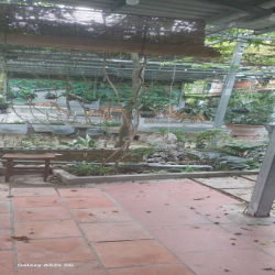 Cho thuê quán cafe sân vườn tại Bình Hưng, Bình Chánh