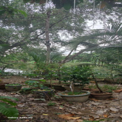 Cho thuê quán cafe sân vườn tại Bình Hưng, Bình Chánh