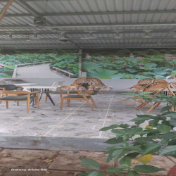 Cho thuê quán cafe sân vườn tại Bình Hưng, Bình Chánh