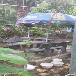 Cho thuê quán cafe sân vườn tại Bình Hưng, Bình Chánh