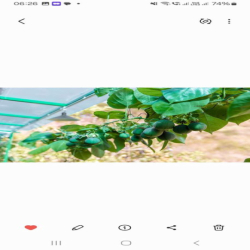 cho thuê nhà ở hoặc kinh doanh