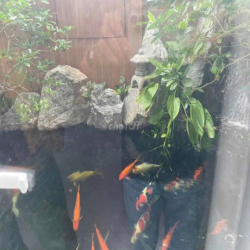 Biệt Thự Căn Góc Kế bên Aeon 12x20m 3 Tầng🌳🌳 có sân vườn ở ngay