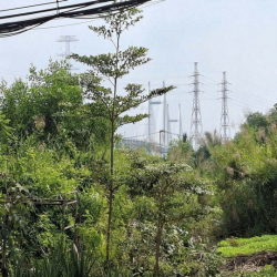 Cho thuê kho, nhà xưởng 6000m2, 55 nghìn VND tại Nhà bè