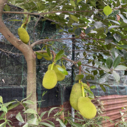 CHO THUÊ ĐẤT VƯỜN CỦ CHI 10.000m2 CÓ SẴN NHÀ XƯỞNG VÀ NHÀ GỖ