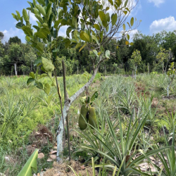 CHO THUÊ ĐẤT VƯỜN CỦ CHI 10.000m2 CÓ SẴN NHÀ XƯỞNG VÀ NHÀ GỖ