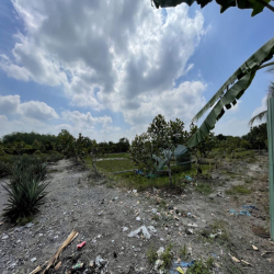 CHO THUÊ ĐẤT VƯỜN CỦ CHI 10.000m2 CÓ SẴN NHÀ XƯỞNG VÀ NHÀ GỖ