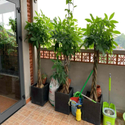 Cho thuê biệt thự mới và đẹp, có thang máy, đường dương bá trạc , Q8