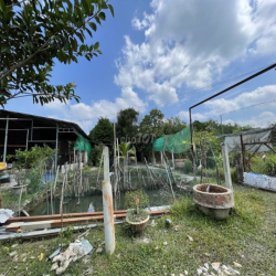 CHO THUÊ ĐẤT VƯỜN CỦ CHI 10.000m2 CÓ SẴN NHÀ XƯỞNG VÀ NHÀ GỖ