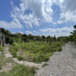 CHO THUÊ ĐẤT VƯỜN CỦ CHI 10.000m2 CÓ SẴN NHÀ XƯỞNG VÀ NHÀ GỖ