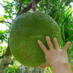 Cho thuê đất vườn