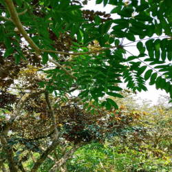 Cho thuê đất vườn