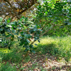 Cho thuê đất vườn