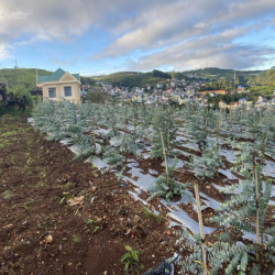 Cho thuê đất ở Đà Lạt Xuân Trường, miễn phí 1PN giá 2tr/lô/ sổ riêng