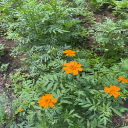 Cho thuê đất trồng rau