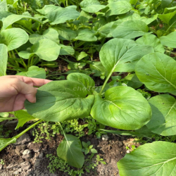 Cho thuê đất trồng rau